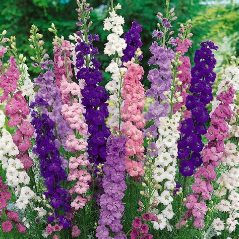 Delphiniums: Bringing a Touch of Fantasy to Your Magical Spring Garden